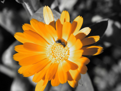 цвет, оранжевый, пчела