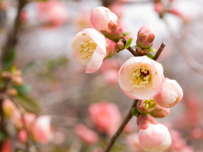 цветение, вишня, ветка, сакура, розовый, весна