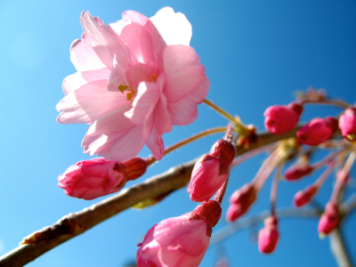 цветок, сакура, небо, весна, розовый