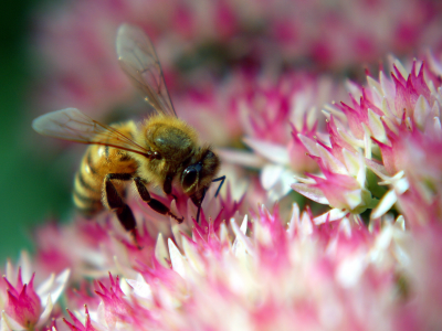 цветок, розовый, пчела