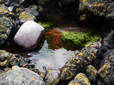 водоросли, скалы, отражения отражений, вода