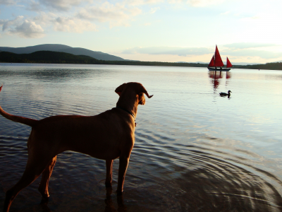 утка, лодка, собака, озеро