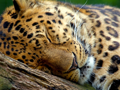 спит, дерево, леопард