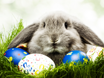 кролик, трава, яйца