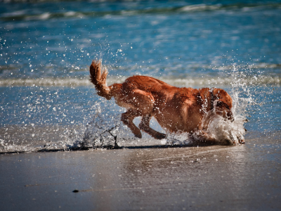 вода, море, песок, играет, собака