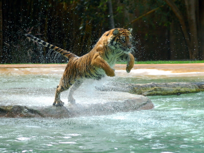 лапа, прыжок, вода, тигр
