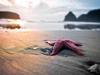 морская звезда, берег, песок
