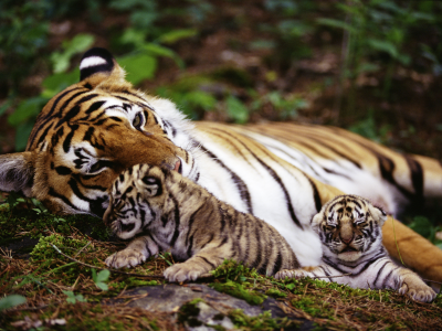 тигр, тигрята, обои, животные