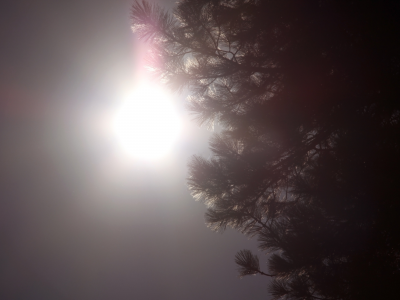 солнце, ветки, небо, дерево
