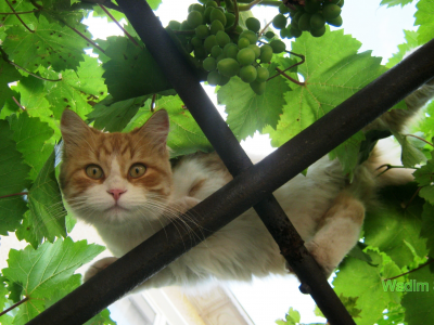 виноград, кот, лето