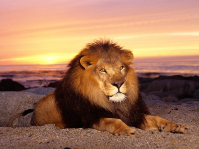 лев, животные, царь зверей