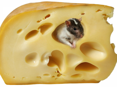 мышь, сыр, белый фон