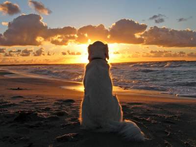 море, закат, собака