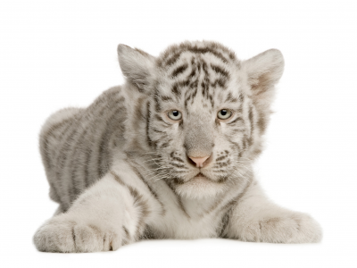 тигрёнок, малыш, белый
