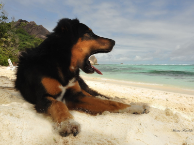 собака, песок, океан