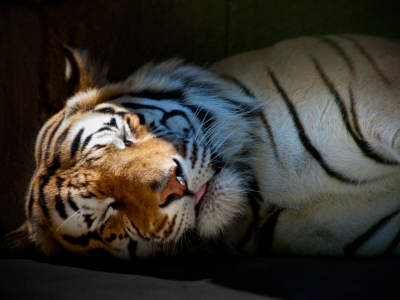 тигр, спит, обои