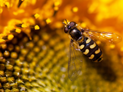 природа, подсолнух, пчела, обои
