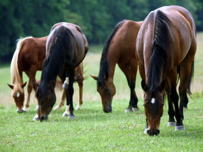 лошади, поклон, земля, трава