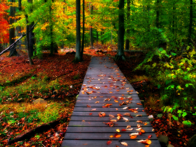 природа, лес, мостки, осень