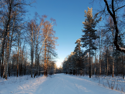 природа, лес, зима, дорога