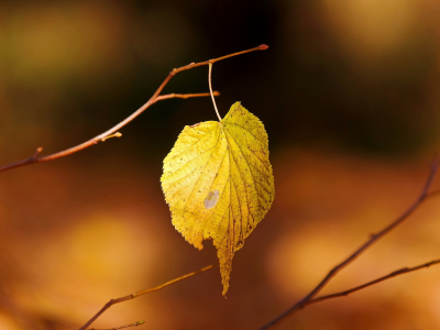 природа, лист, осень