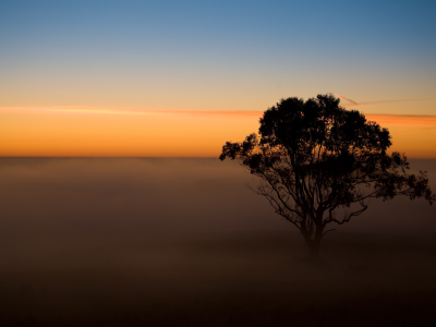 туман, закат, дерево