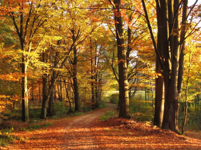 пейзаж, осень, дорога, лес