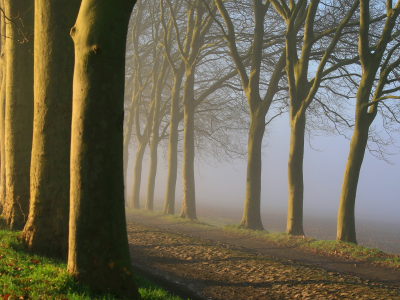туман, дорога, деревья