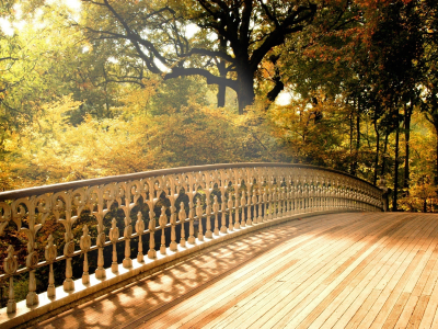 деревья, мост, осень