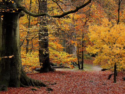 лес, деревья, природа, осень