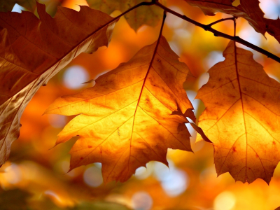 осень, свет, природа, листва