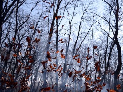 осень, деревья, дым, листья