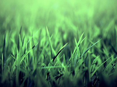Grass, Трава, Красиво