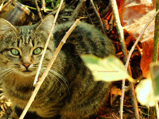 кошка, животное, Beatiful, Cat