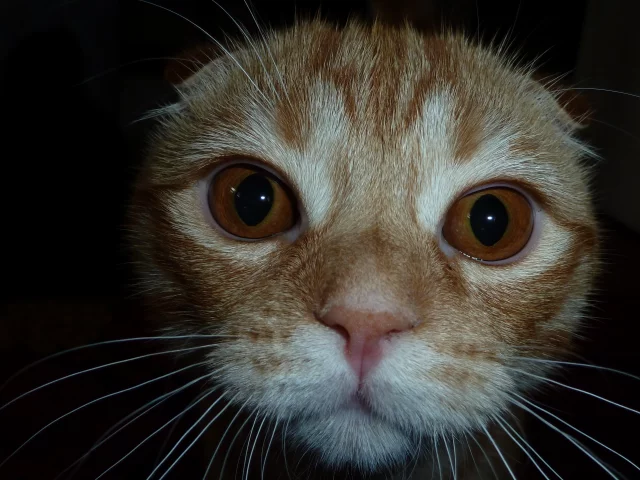 скотиш-фолд, мордочка, котенок