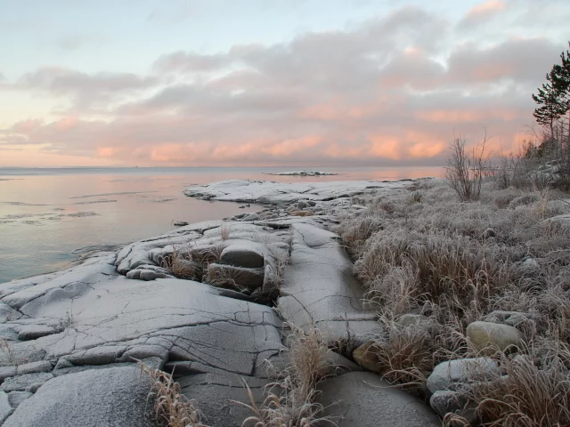 море, дерево, закат