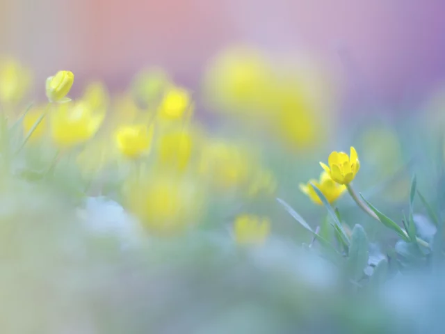 красота, природа, лето, цветы