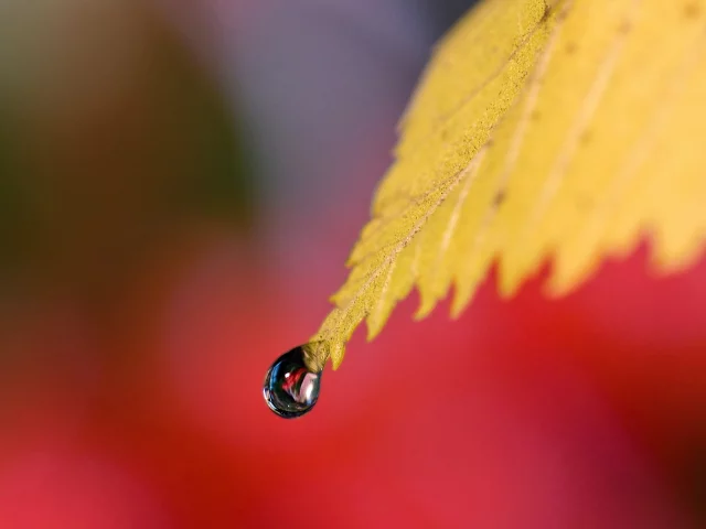 капля, лист, природа