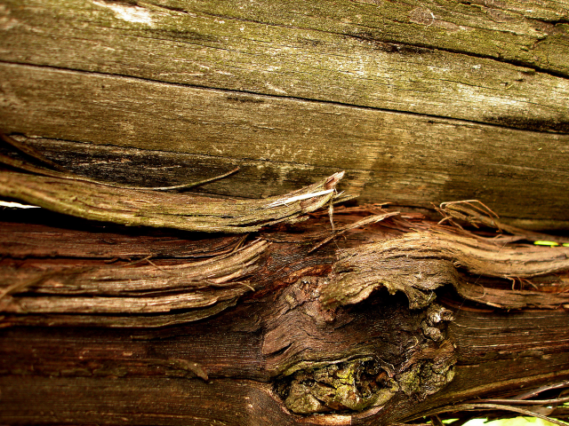 древесина, сук, материал, волокна