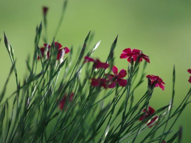цветы, зелень, бутоны