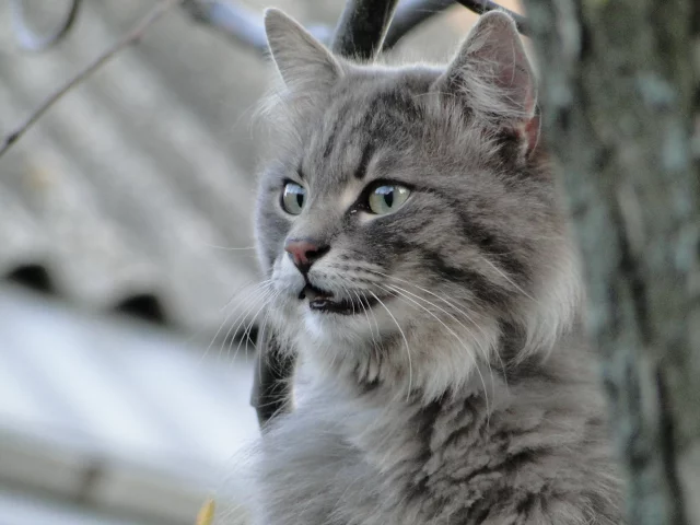 серый кот, кот, животные