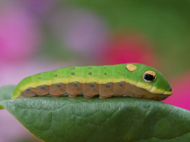 листик, цветная, гусеница