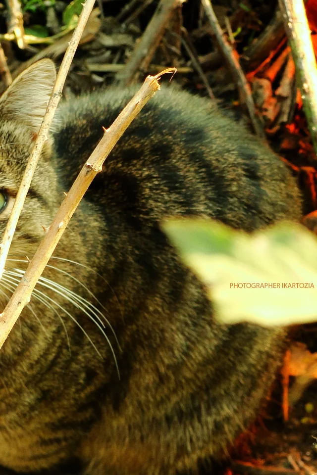 кошка, животное, Beatiful, Cat