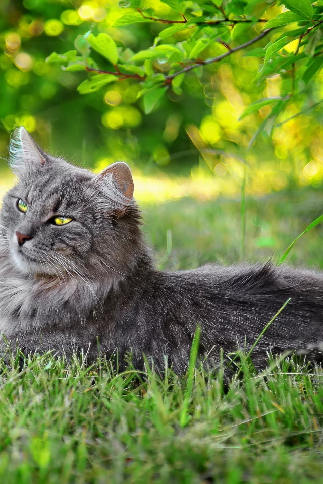 кот, трава, лето