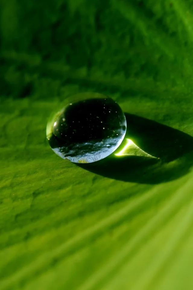 макро, капля, вода, лист