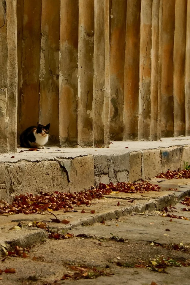 осень, листья, кошка