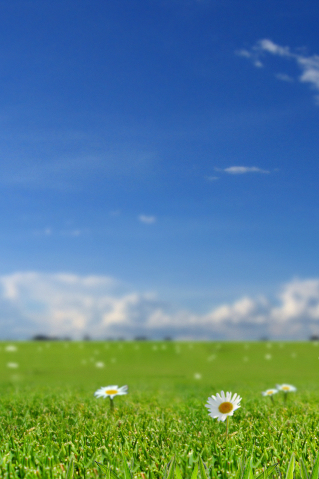 цветы, обои на рабочий стол, фото, трава, солнце, природа, лето, весна, небо, поле