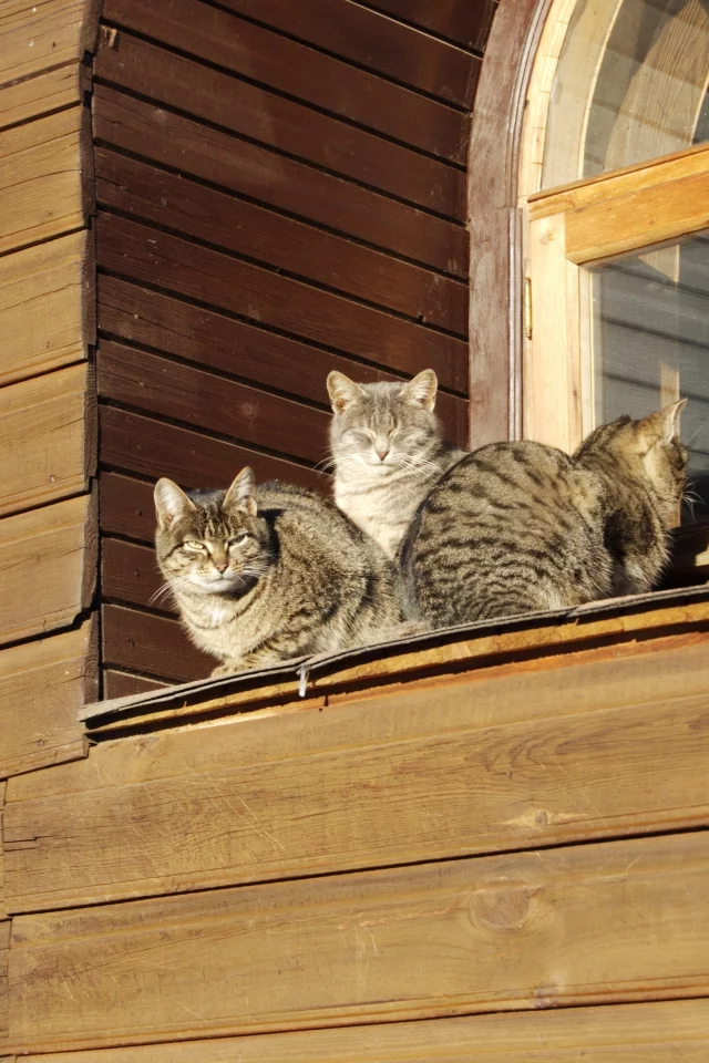 окно, весна, котэ, тепло, дача, коты