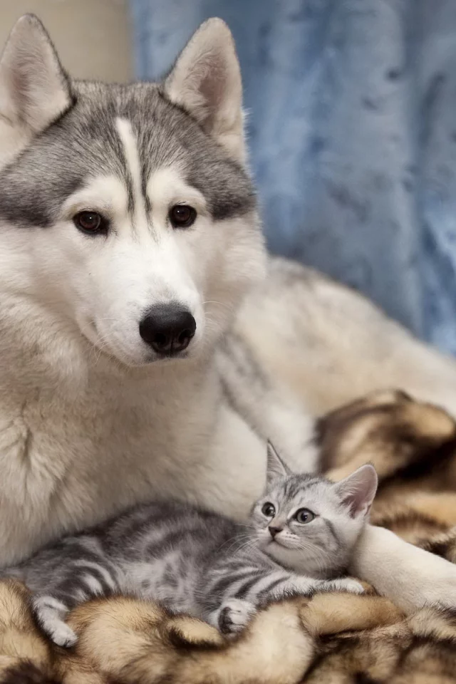 хаски, дружба, кошка, забота, собака