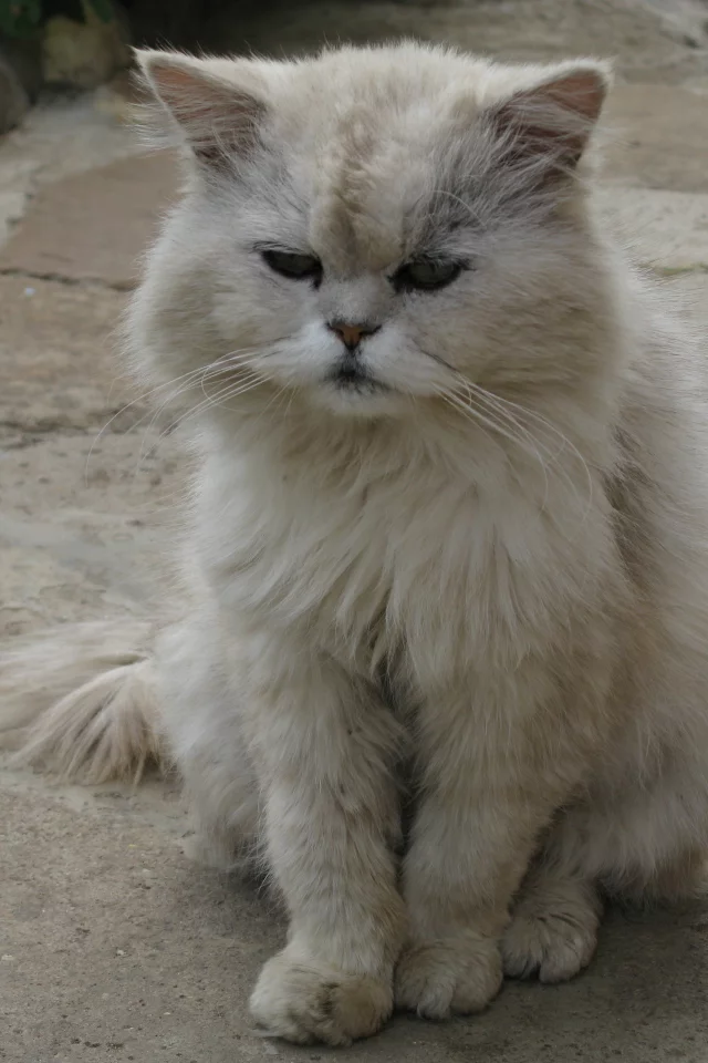 кот, кошка